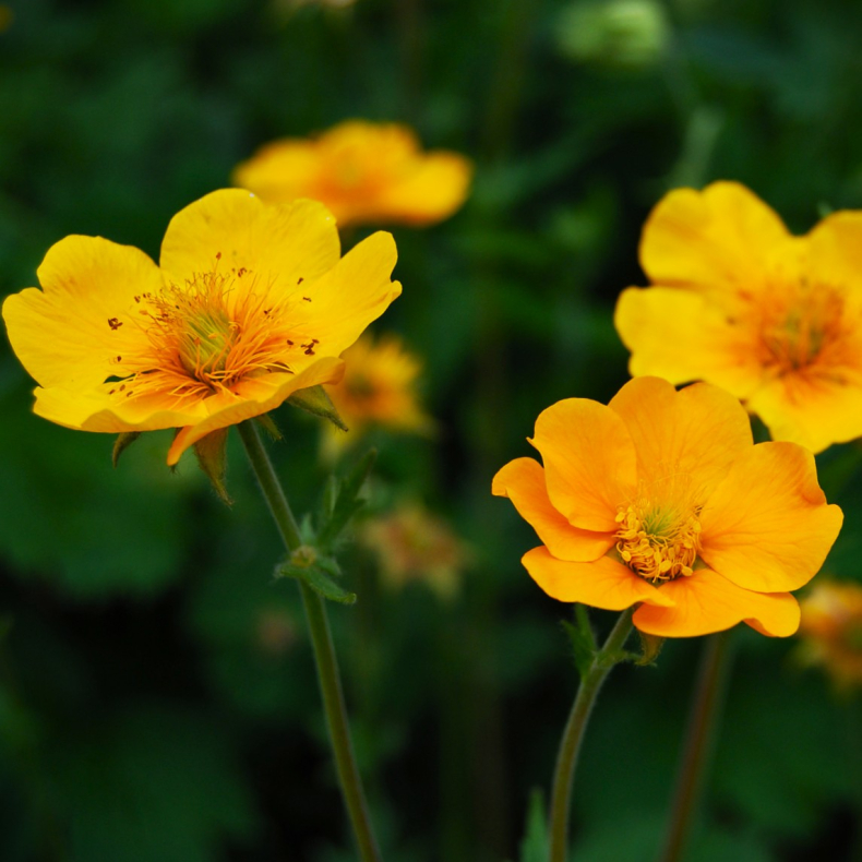 Geum montanum Diana - Bjergnellikerod
