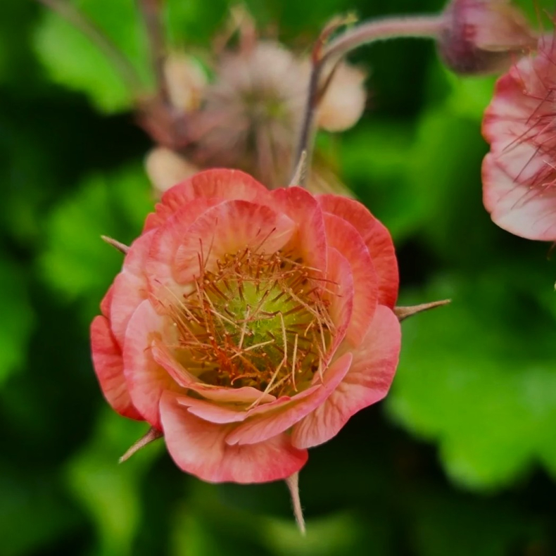 Geum rivale Leonards Variety - Engnellikerod