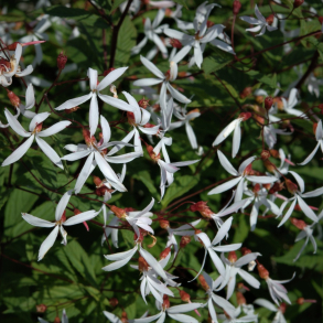 Gillenia trifoliata  - Sommerfugleblomst 1L