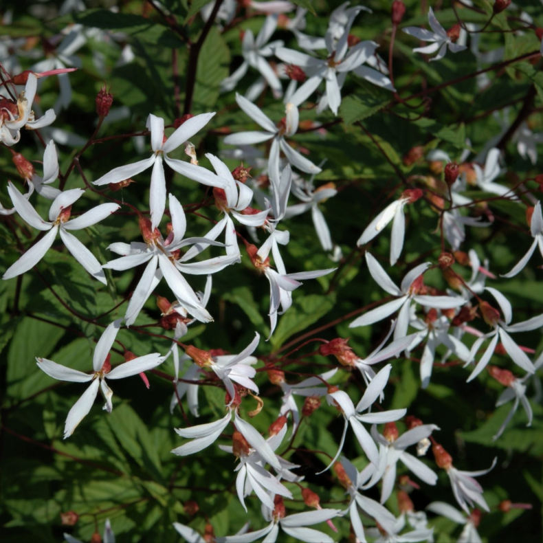 Gillenia trifoliata  - Sommerfugleblomst 1L