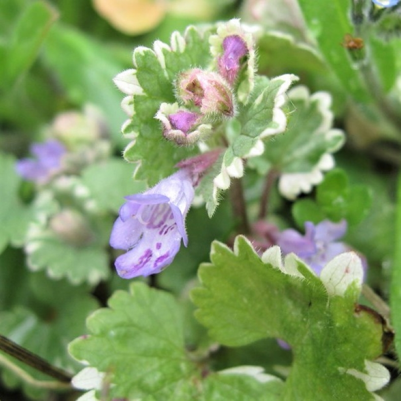 Glechoma hederacea Variegata - Almindelig korsknap