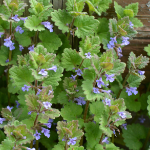 Glechoma hederacea - Korsknap