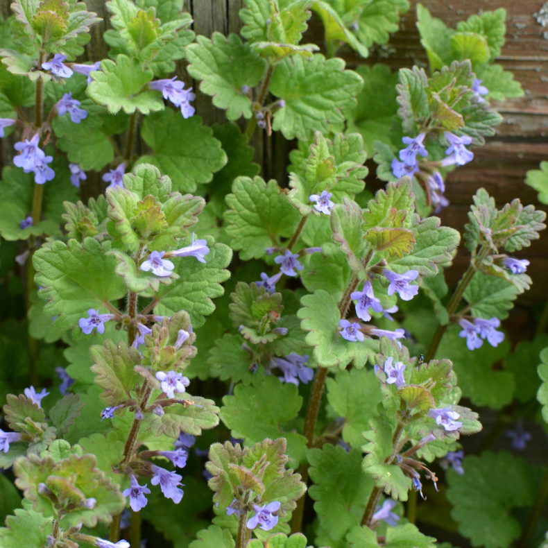 Glechoma hederacea - Korsknap
