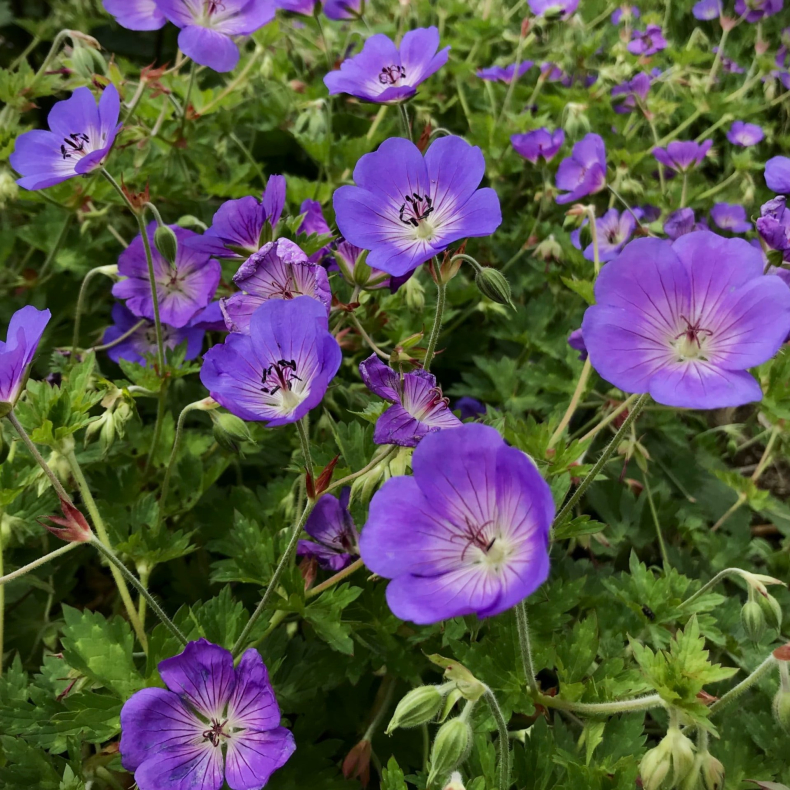 Geranium himalayense Lea - Storkenb