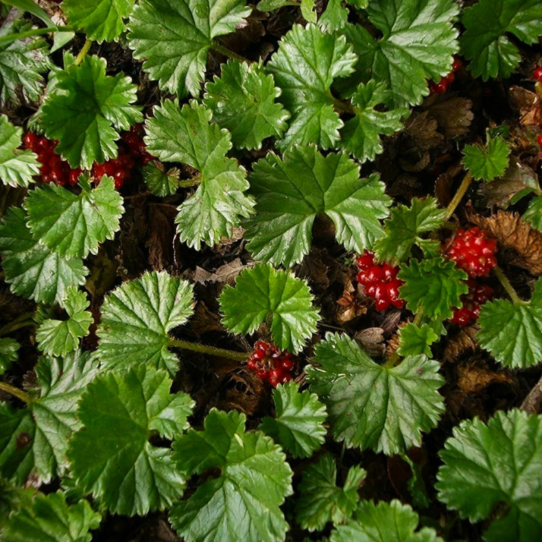 Gunnera magellanica - Dvrggunnera