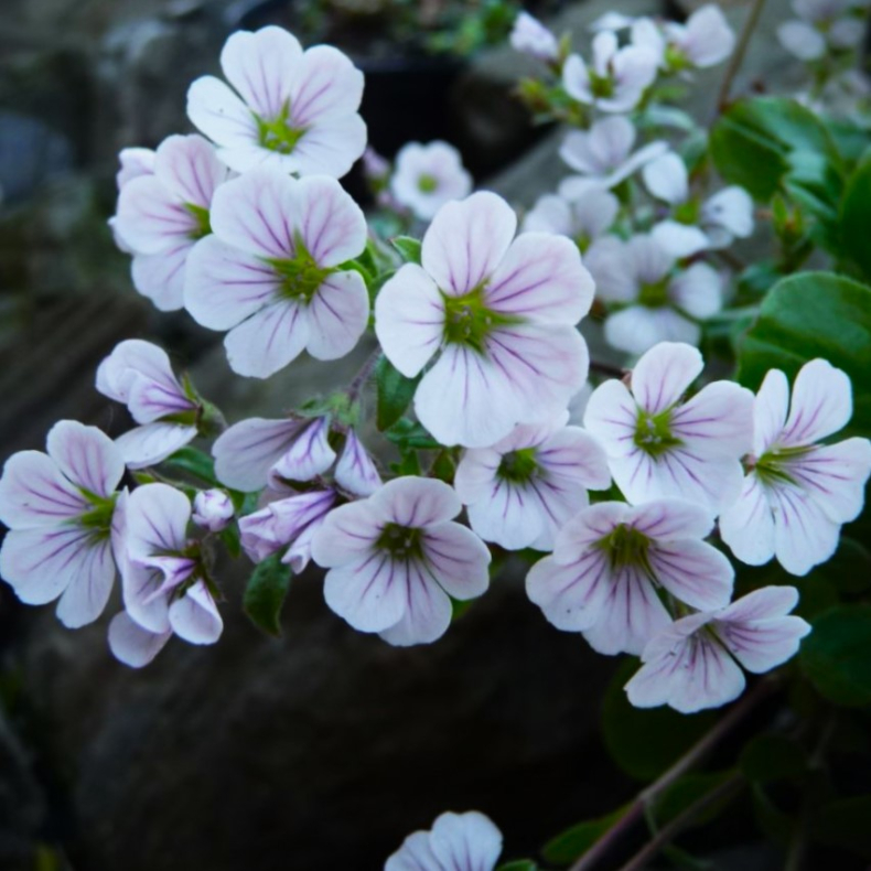 Gypsophila cerastioides - Muserebrudeslr