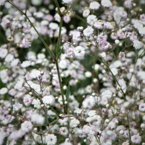 Gypsophila hybrida Rosenschleier - Brudesl�r