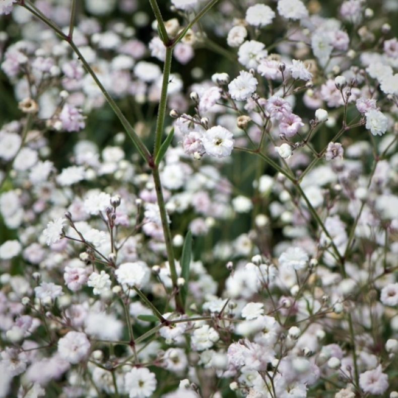 Gypsophila hybrida Rosenschleier - Brudesl�r