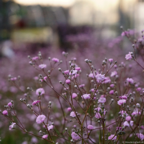 Gypsophila hybrida Rosenschleier - Brudesl�r