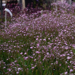 Gypsophila hybrida Rosenschleier - Brudesl�r