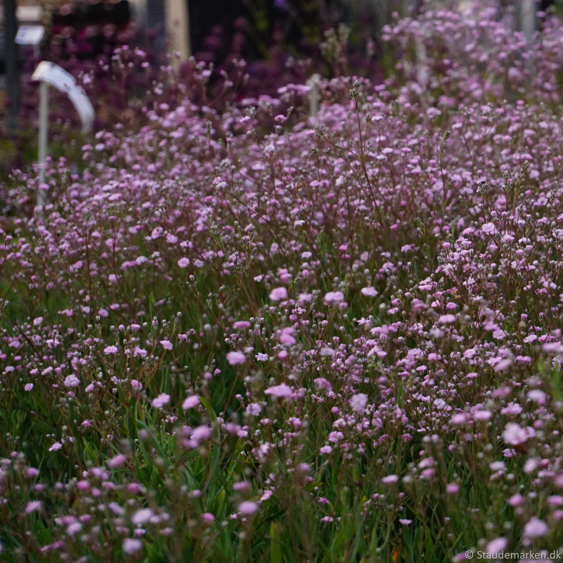 Gypsophila hybrida Rosenschleier - Brudesl�r