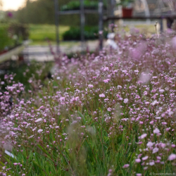 Gypsophila hybrida Rosenschleier - Brudesl�r