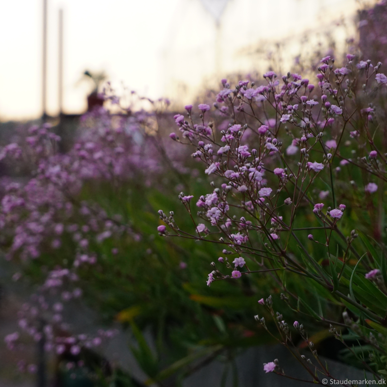 Gypsophila hybrida Rosenschleier - Brudesl�r