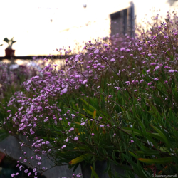 Gypsophila hybrida Rosenschleier - Brudesl�r