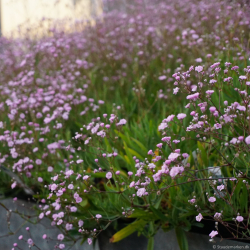 Gypsophila hybrida Rosenschleier - Brudesl�r