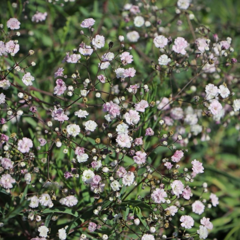 Brudeslør | Gypsophila pacifica | stauder til sol | køb her