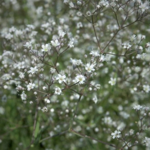 Gypsophila paniculata  - Brudeslr 1l