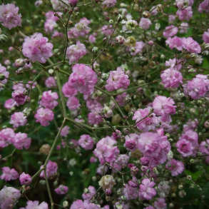 Gypsophila paniculata Maytime - Brudeslr