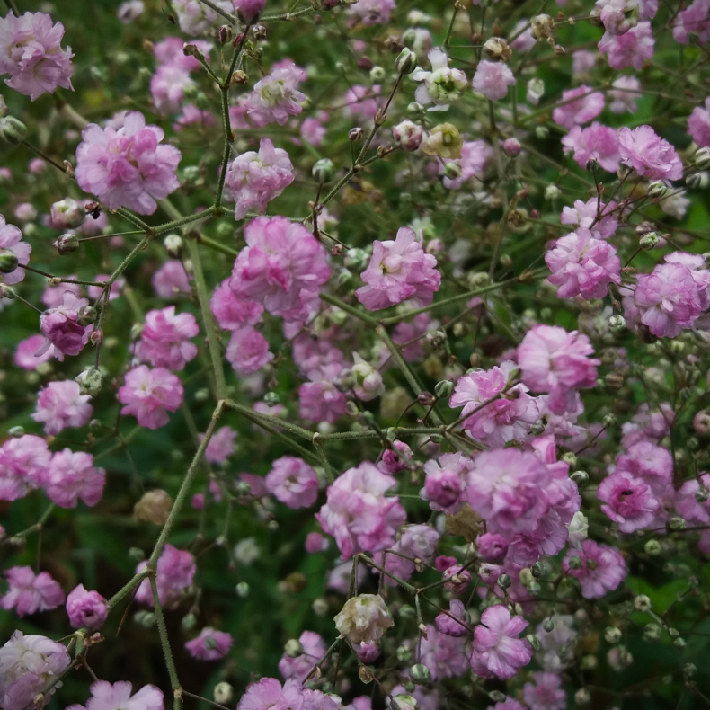 Gypsophila paniculata Maytime - Brudeslr