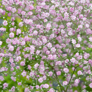 Gypsophila paniculata Pink - Brudeslr 1L