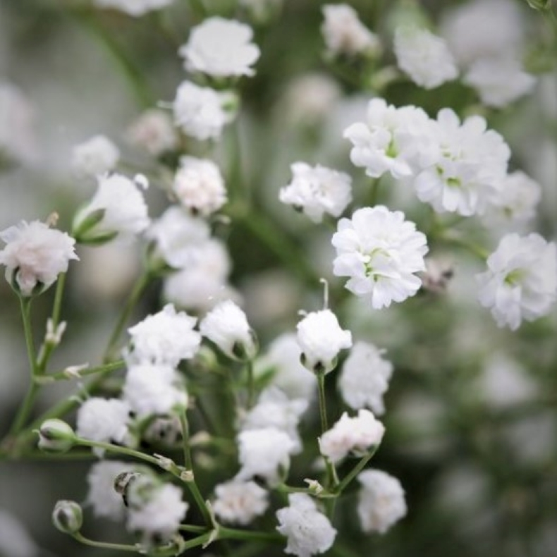 Gypsophila paniculata Schneeflocke - Brudesl�r