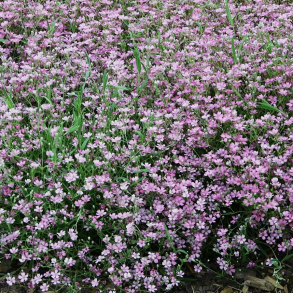 Gypsophila repens Rosea - Brudesl�r stenh�js