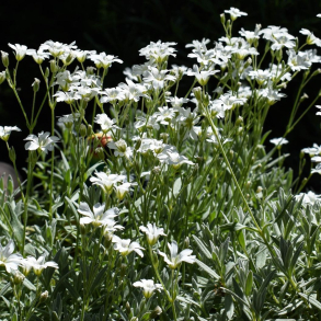 Gypsophila repens - Stenh�jsbrudesl�r 