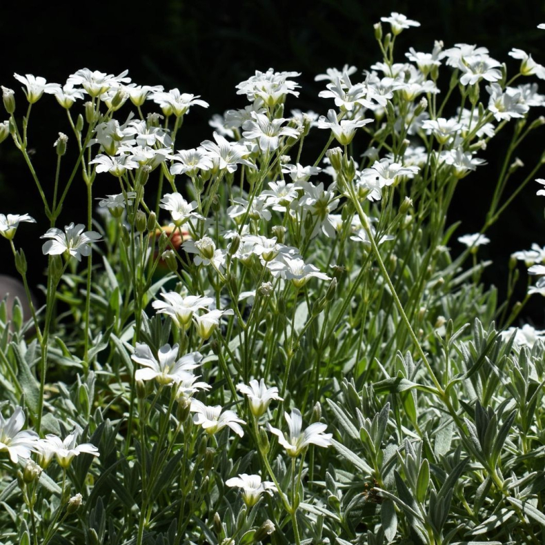 Gypsophila repens - Stenh�jsbrudesl�r 