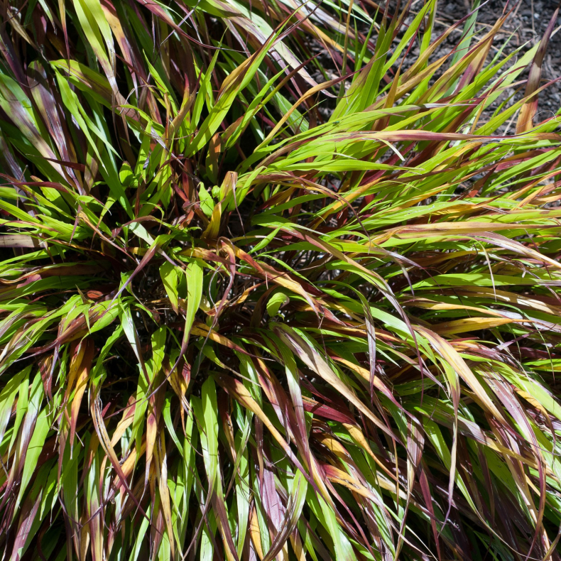 Hakonechloa macra Nicolas - Japansk Skovgrs