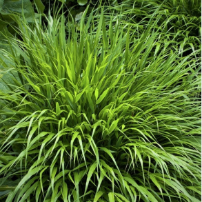 Hakonechloa macra - Japansk Skovgr�s