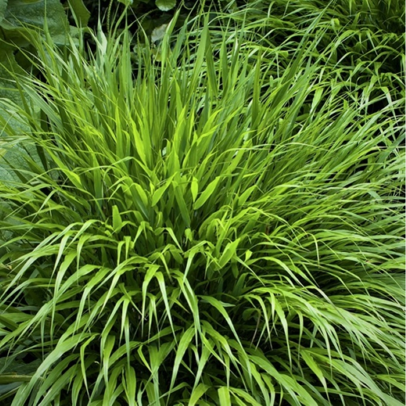 Hakonechloa macra - Japansk Skovgr�s