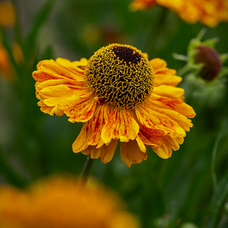 Helenium Carmen - Solbrud