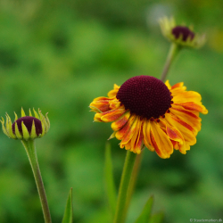 Helenium Carmen - Solbrud