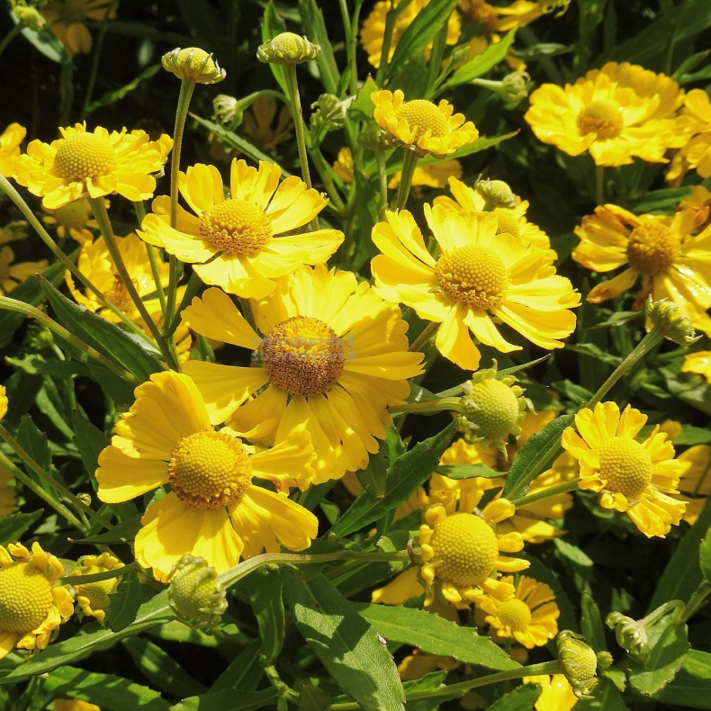Helenium Lemon Sundae - Solbrud