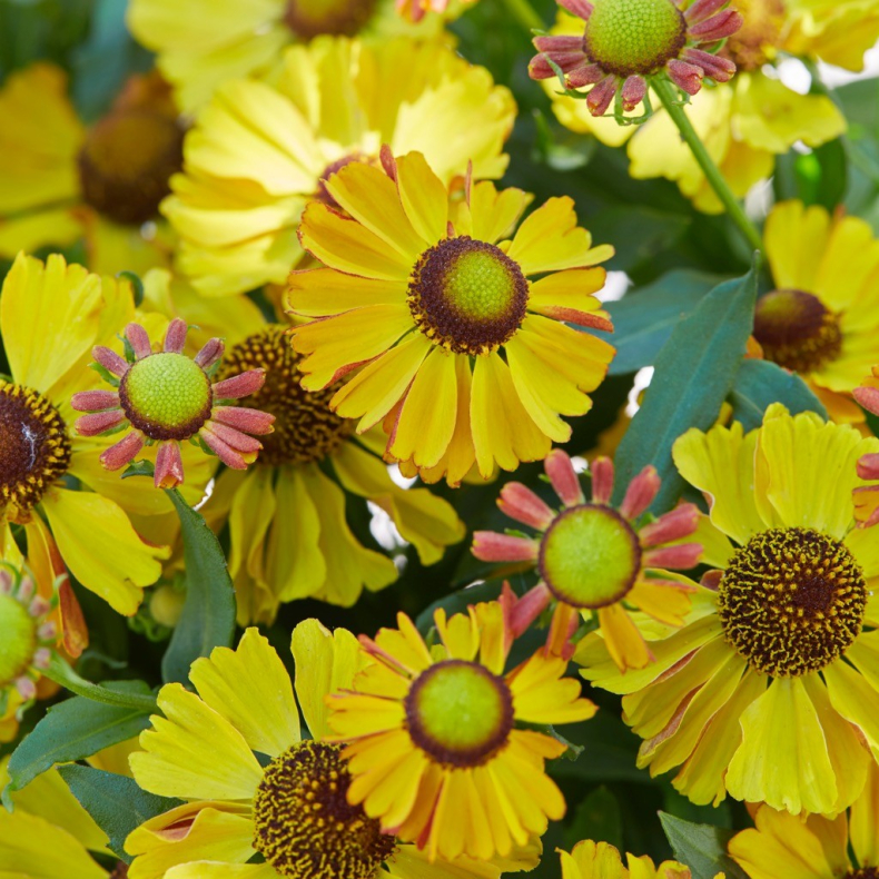 Helenium Okra Sundae - Solbrud