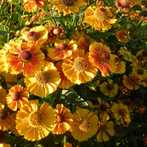 Helenium Peach Sundae - Solbrud