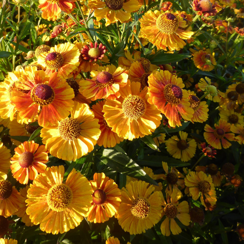Helenium Peach Sundae - Solbrud