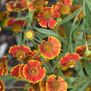 Helenium Rotgold - Solbrud