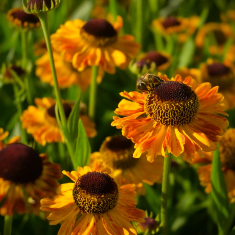 Helenium UFO Carmen - Solbrud