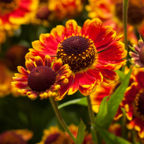 Helenium autumnale Mariachi TM Fuego - Solbrud
