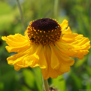 Helenium bigelovii The Bishop - Solbrud