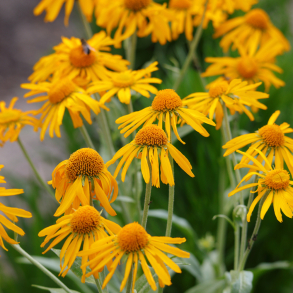 Helenium hoopesii - Solbrud