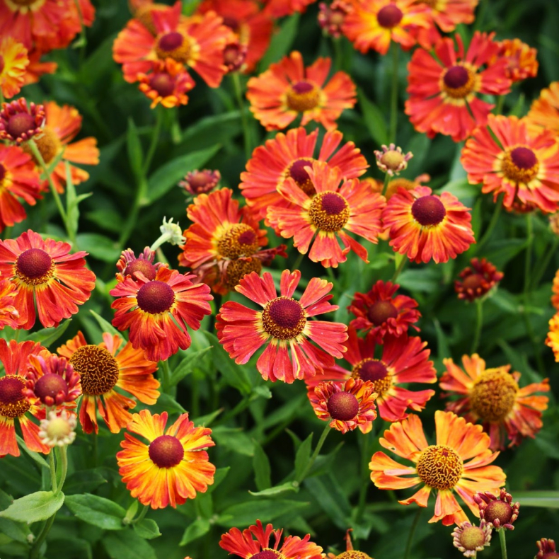 Helenium Little Orange - Solbrud