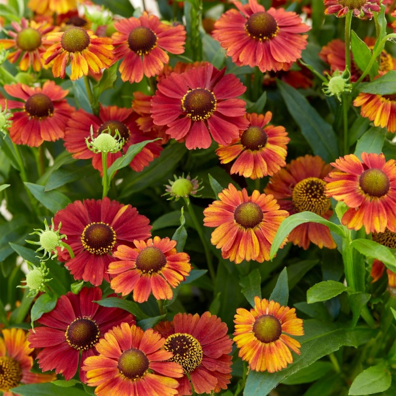 Helenium hybrida Strawberry Sundae - Solbrud
