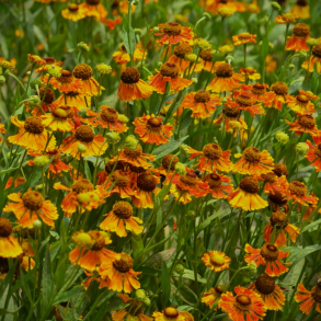 Helenium  Waltraut - Solbrud 1L