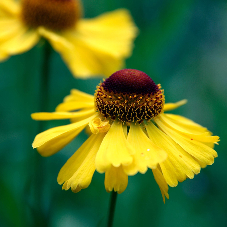 Helenium hybrida Wesergold - Solbrud