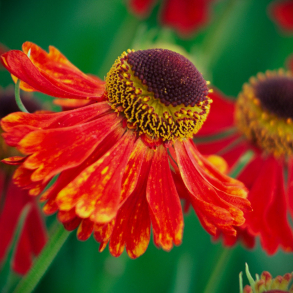 Helenium hybride Moerheim Beauty - Solbrud