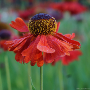 Helenium hybride Moerheim Beauty - Solbrud