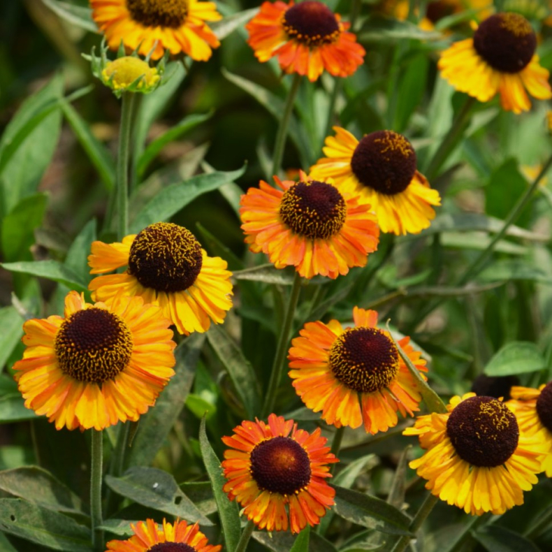 Helenium hybride Short'n Sassy - Solbrud