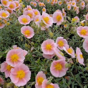 Helianthemum Wisley Pink - Solje